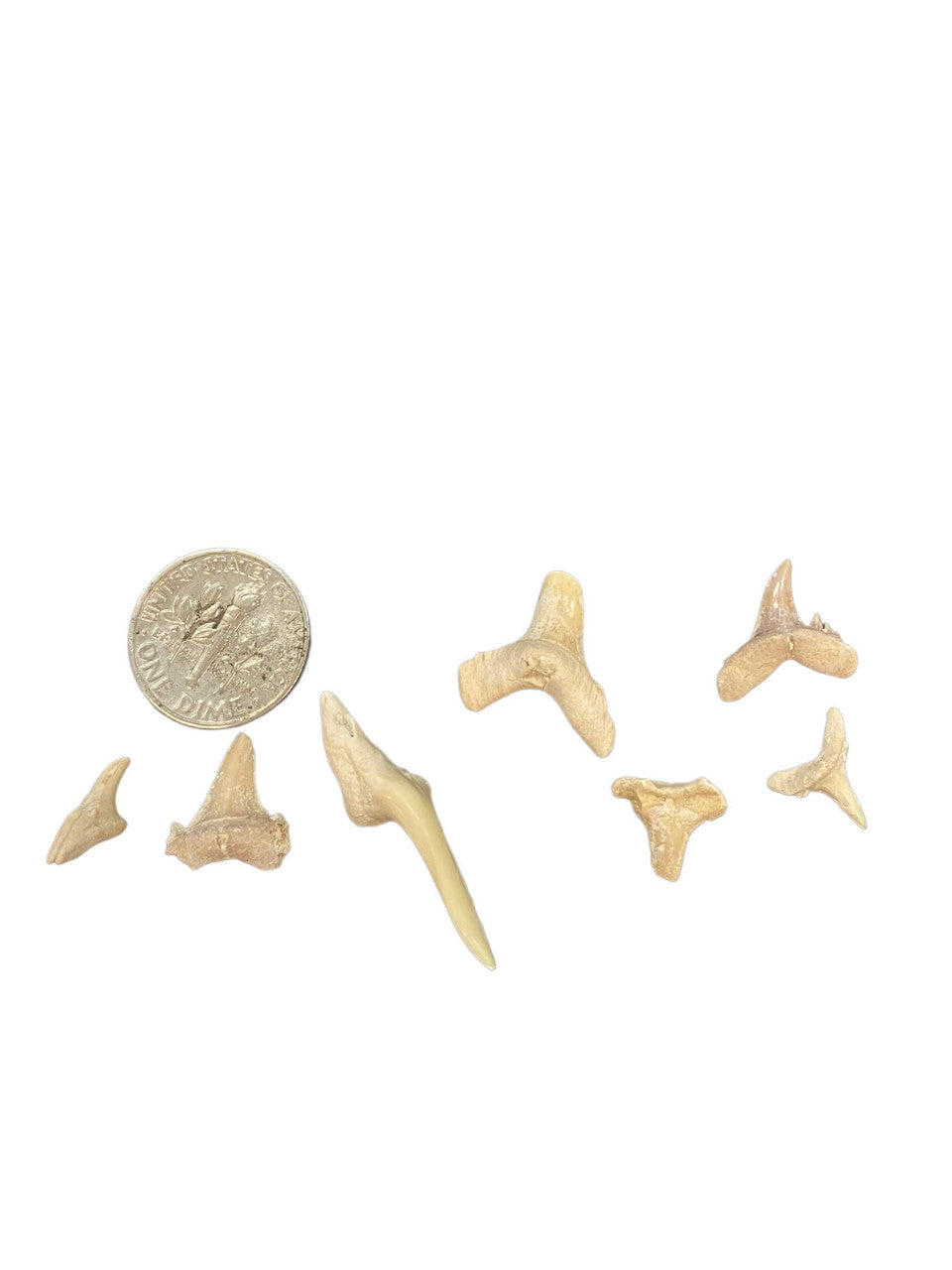 Shark Tooth Mini Dig Kit
