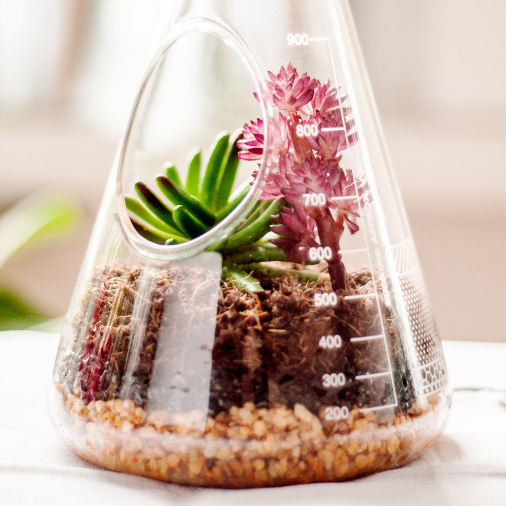 Terrarium Set