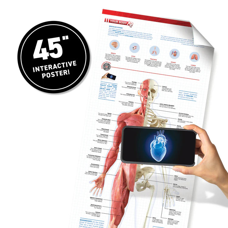 Virtual Reality Discovery Set: Human Body